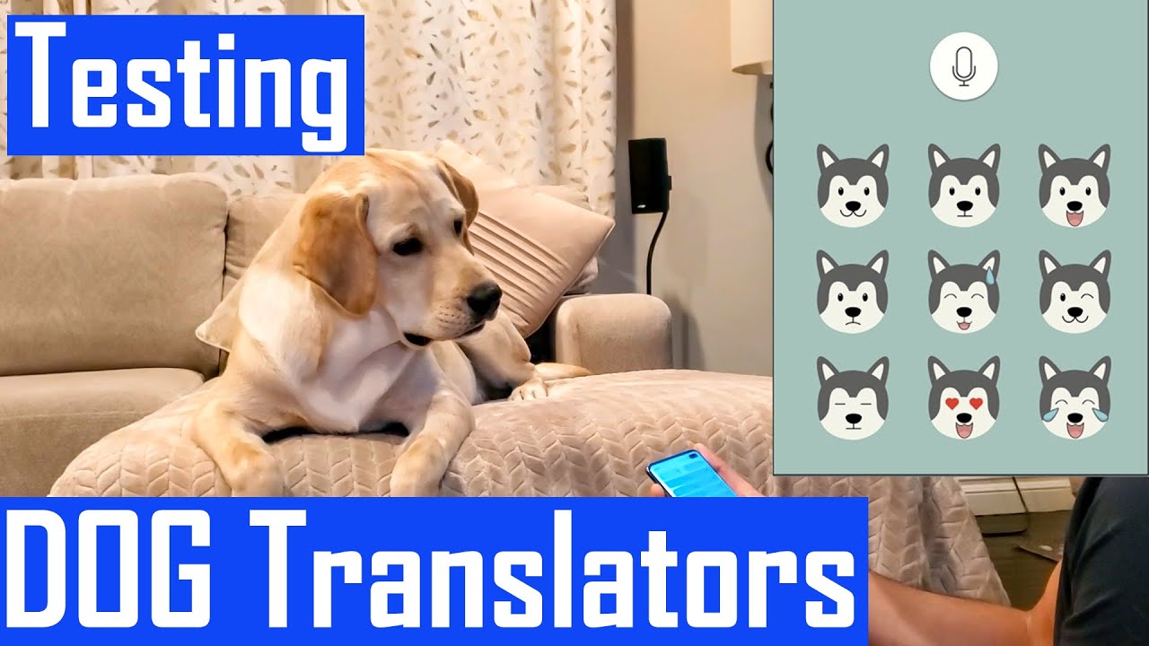 Testing Dog Translators on My Labrador Puppy Dog - He Gets Excited