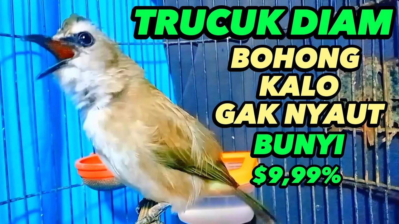 Suara Trucukan Gacor Ropel Ngalas, Pancingan Trucukan Agar Bunyi Jadikan Burung Trucuk Nyaut Gacor