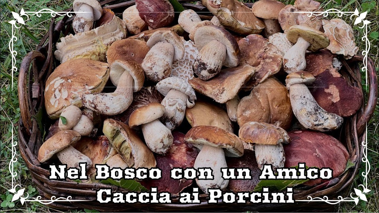 Funghi porcini 2025 - Nel bosco con un amico caccia ai porcini - #funghi2025 #fungomagia