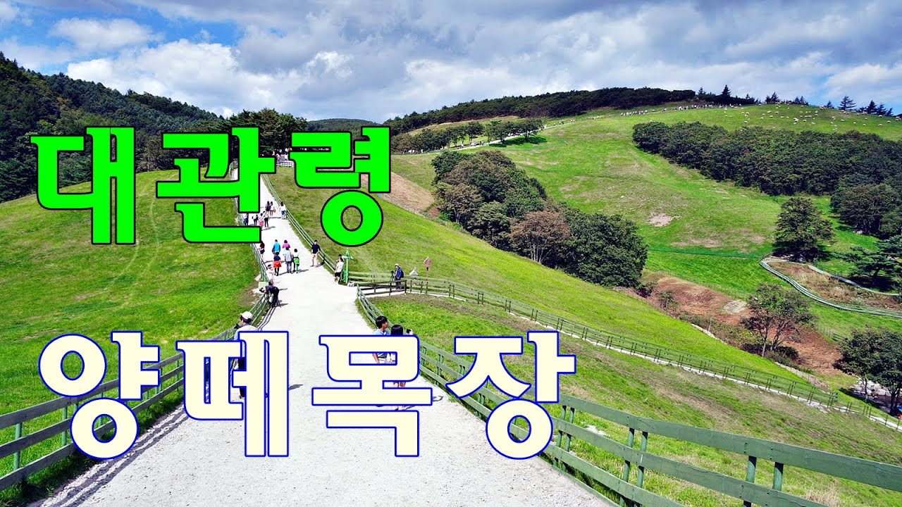 대관령 양떼목장...대관령 휴게소에 자리한 푸른 초원의 양떼목장, 힐링 산책길, 양떼체험