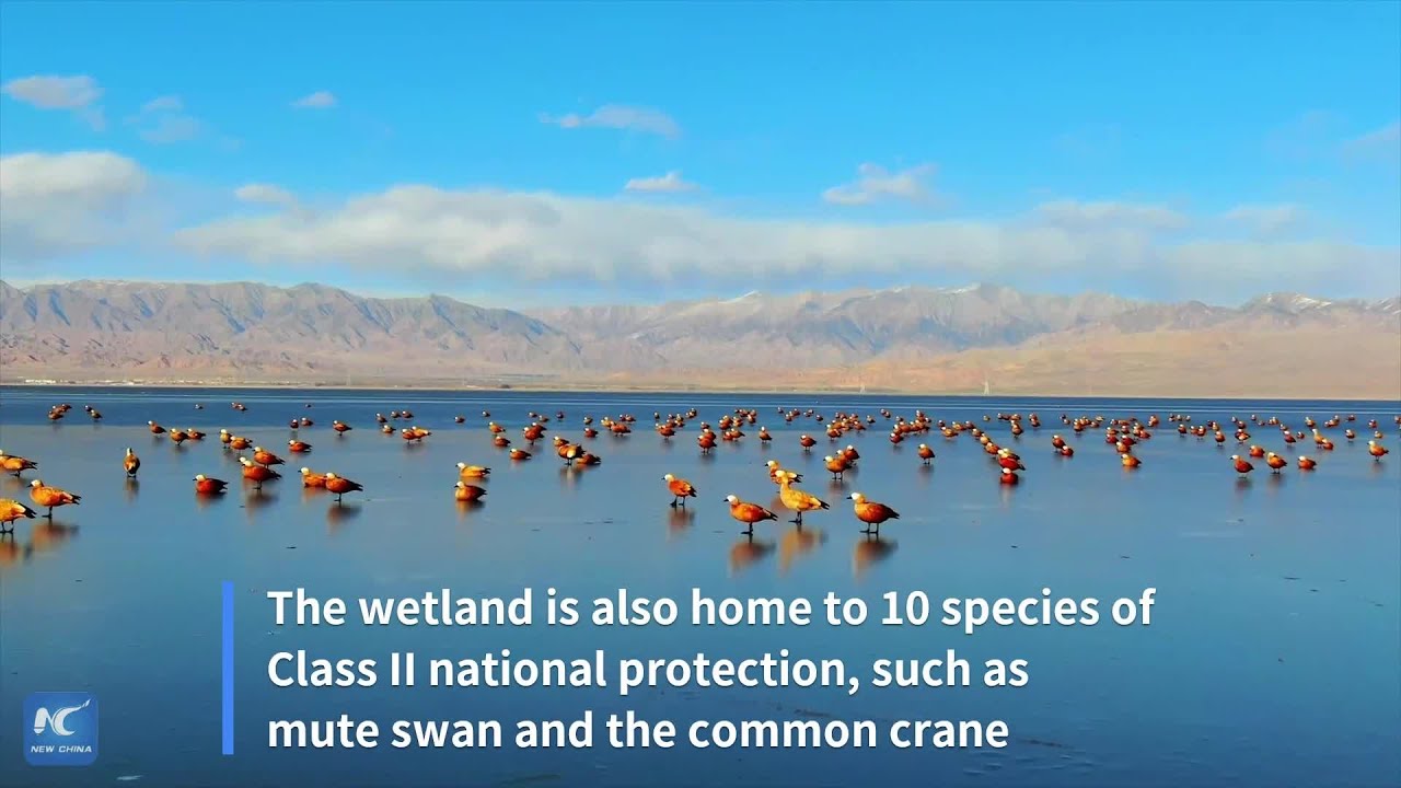 Birds' paradise: Picturesque Dulan Lake wetland park in NW China