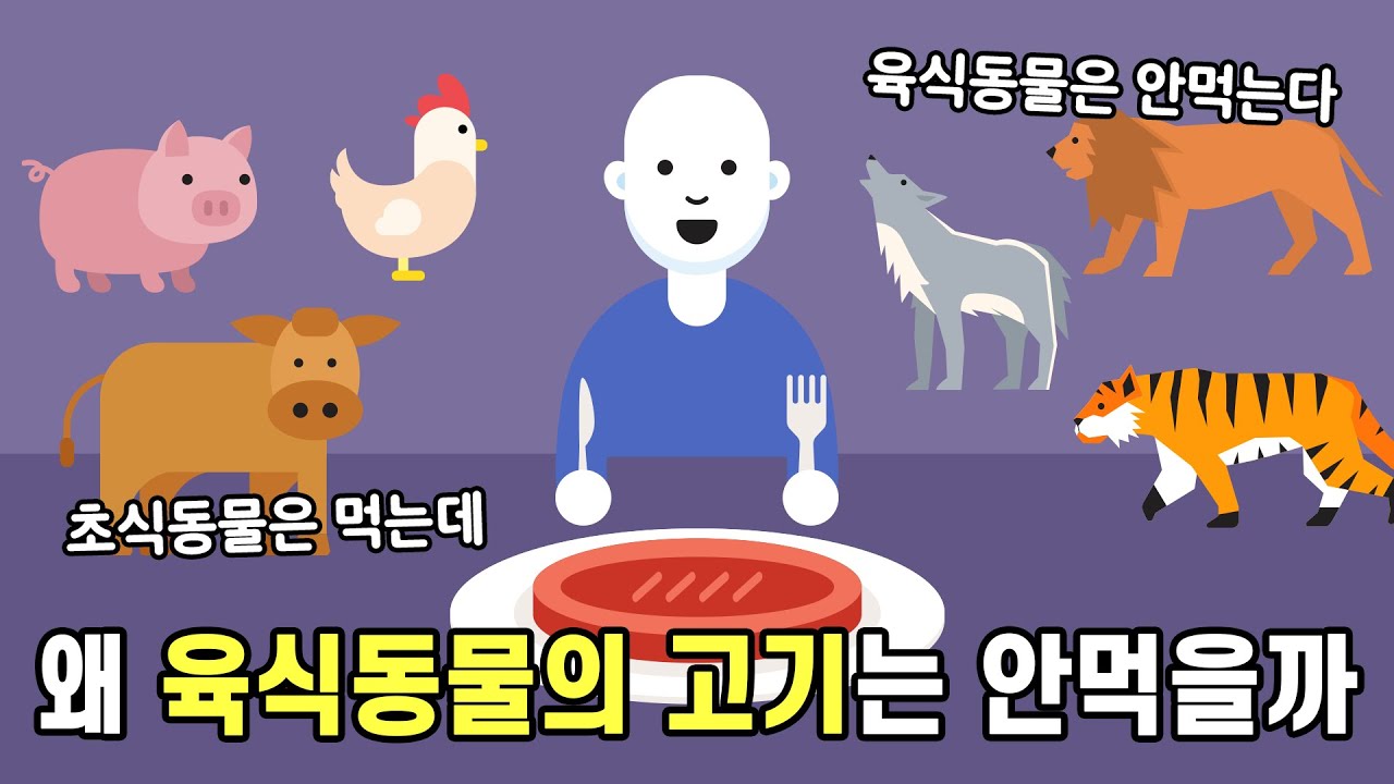 초식동물의 고기는 먹는데 육식동물의 고기는 안 먹는 이유
