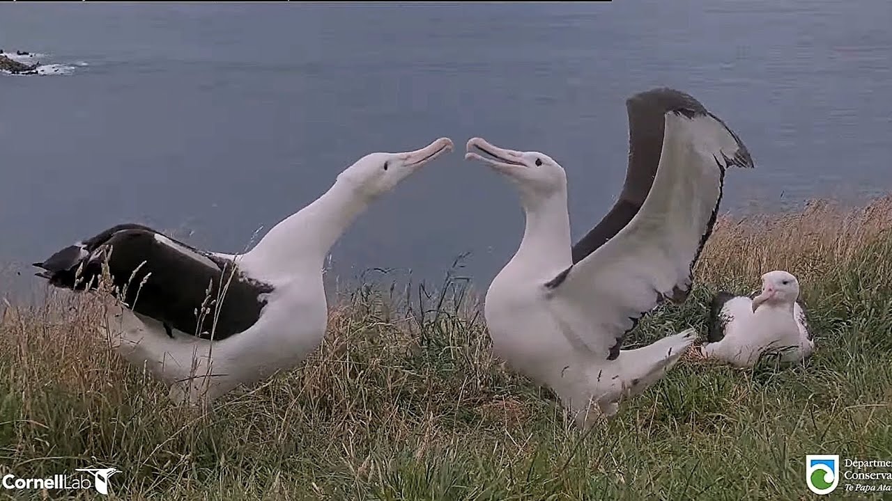 Royal Albatross - Plateau is the place to meet 💕  Moana (YA55)❤️👑 and KC20💙 in a beautiful display 💕