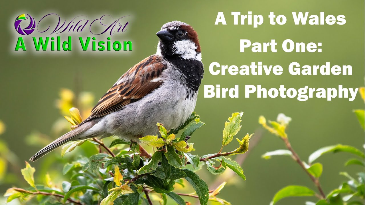 Creative Garden Bird Photography - A Trip to Wales Part One
