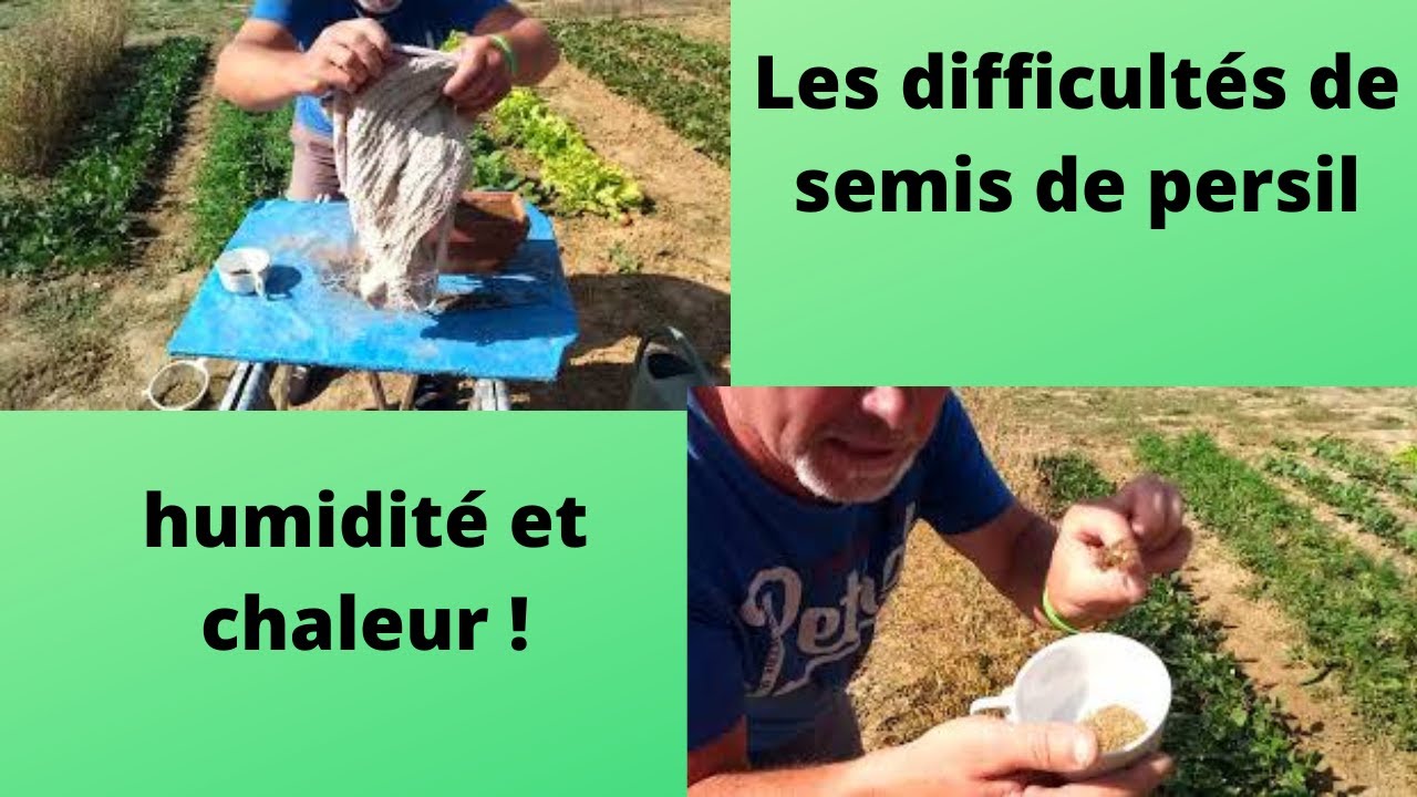 les soucis au potager : les difficultés sur le semis de persil  🤔
