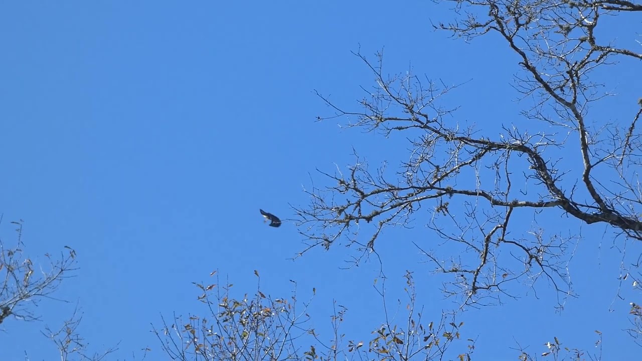 Red-Shouldered Hawk Soaring and Squeaking