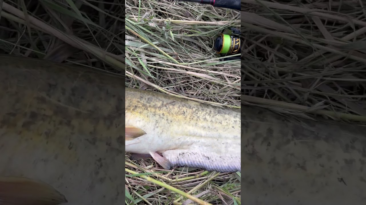 Catfish / Siluro / Somn #pescuit #pescuilasomn #siluro #silure #fishingvideo #hardshop #spinning