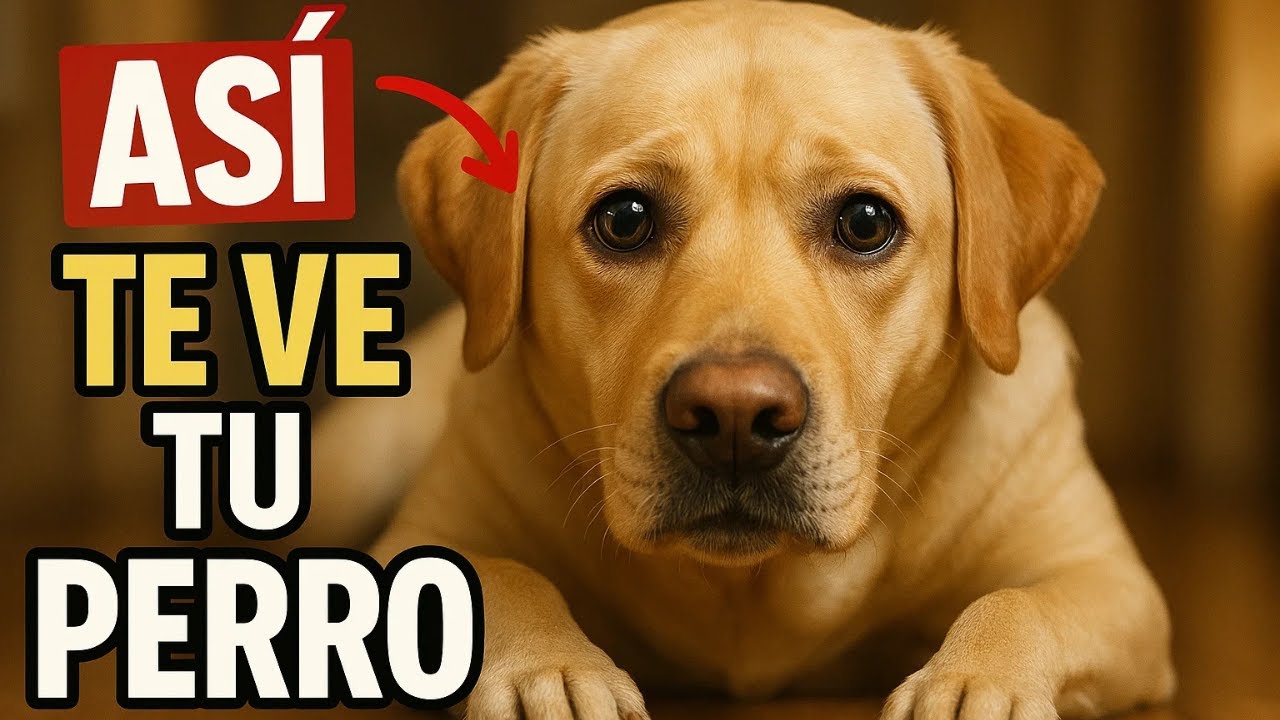 Tu perro no piensa que eres humano &iexcl;la verdad es asombrosa!