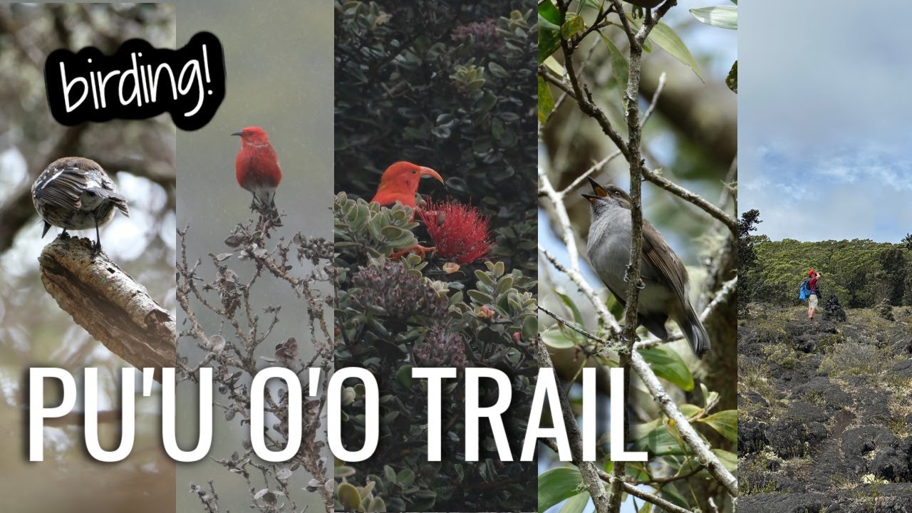 Birding Pu'u O'o trail | Big Island Hawaii