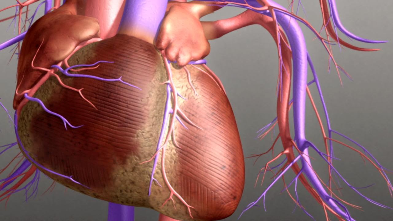 The Circulatory System  | How to Increase Circulation With Reflexology