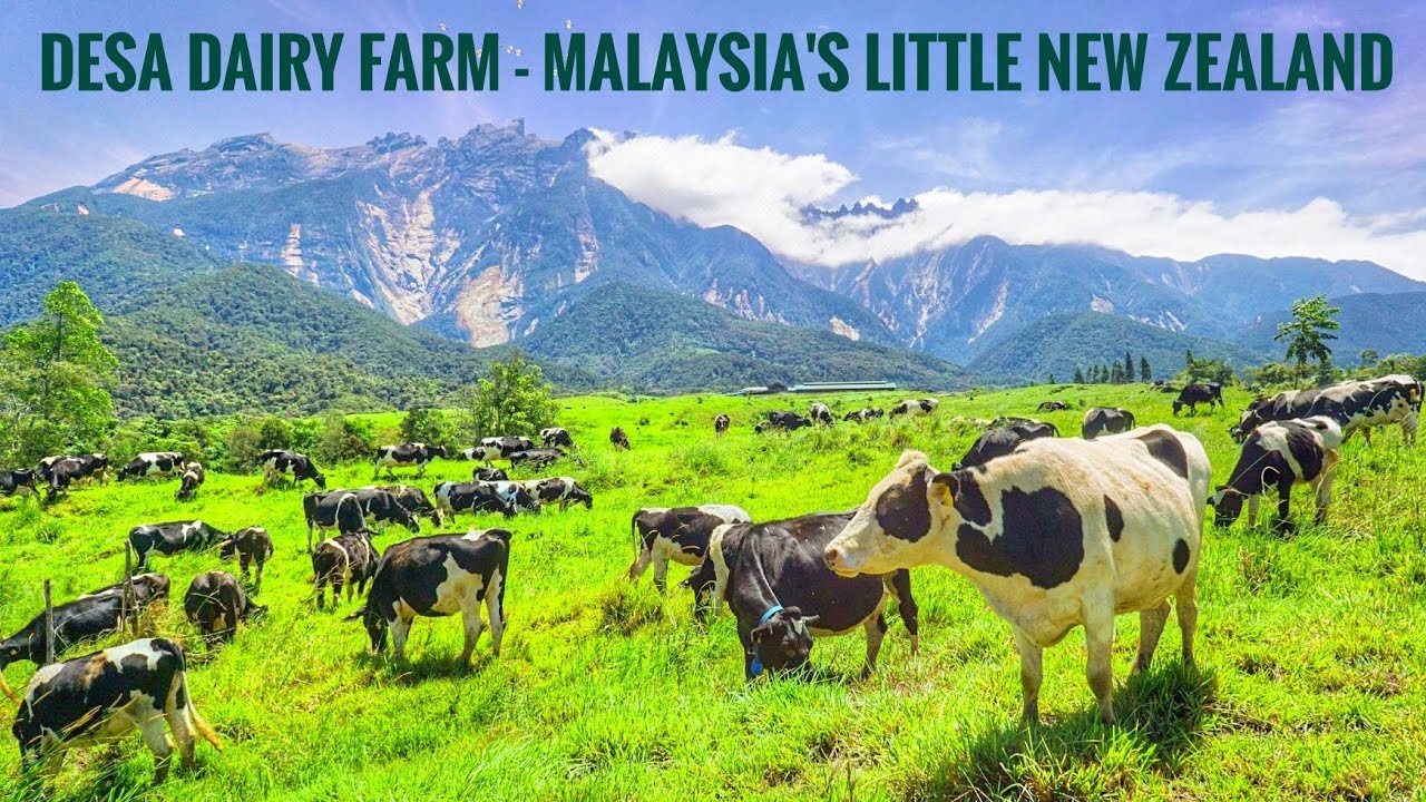 Experience Desa Dairy Farm, Kundasang with Mount Kinabalu Backdrop – Scenic Highlands & Fresh Dairy