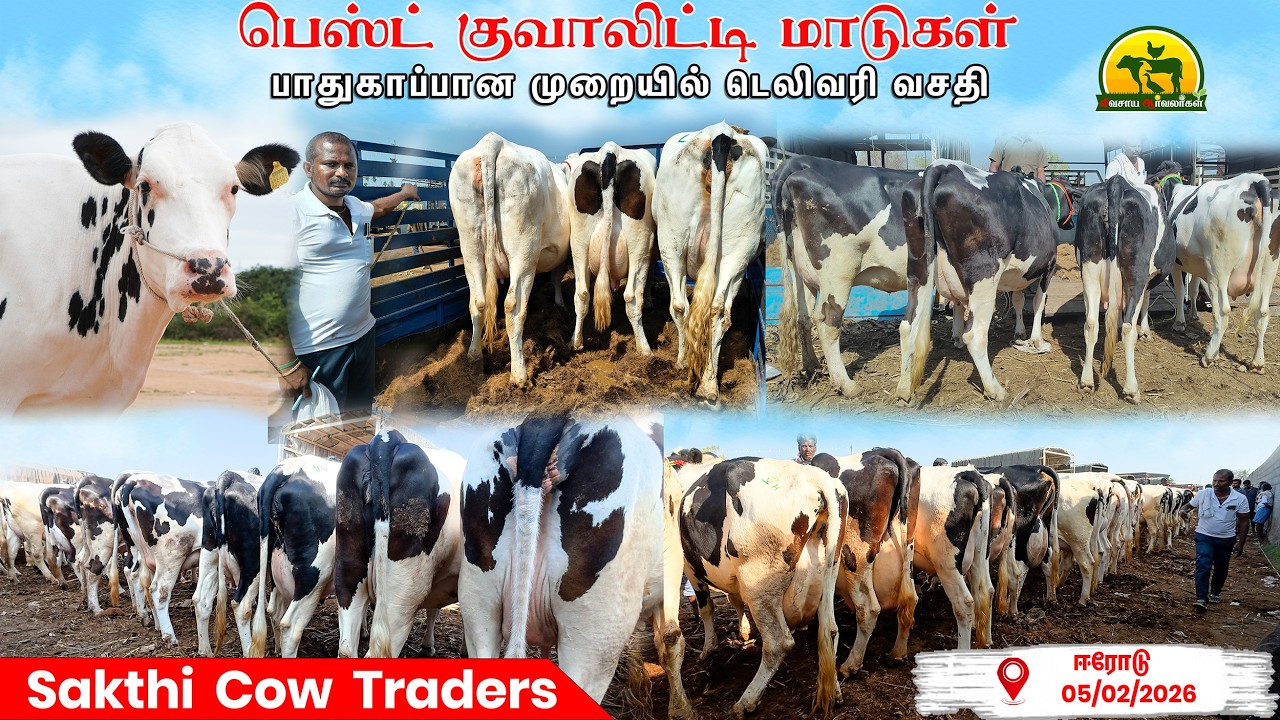 மாடு வாங்கினா இங்க தான் | Proof = Repeat Customers @விவசாய ஆர்வலர்கள் Vivasaya Arvalargal