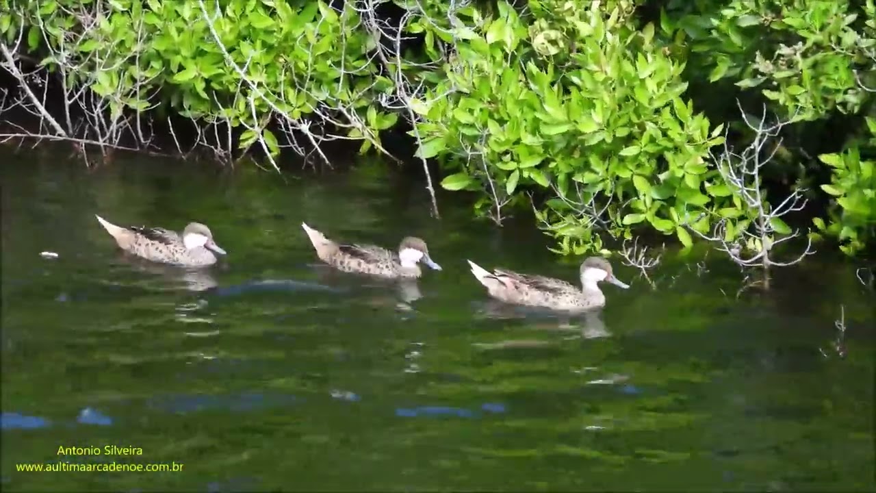 Anas bahamensis (Marreca-toicinho; White-cheeked Pintail) by Antonio Silveira