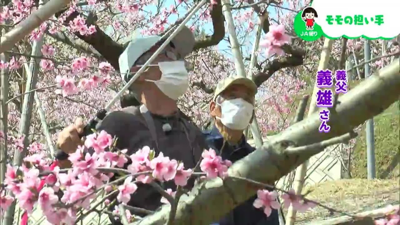 「モモづくり」にいちばん大事なのは「気持ち」｜【笑味ちゃん天気予報】2023年4月3日放送