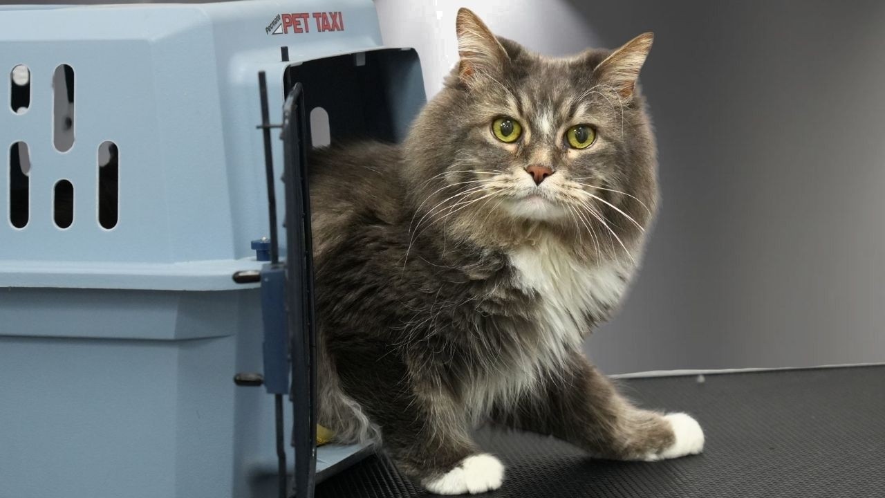 I Couldn't Believe How Good This Sweet Cat Was
