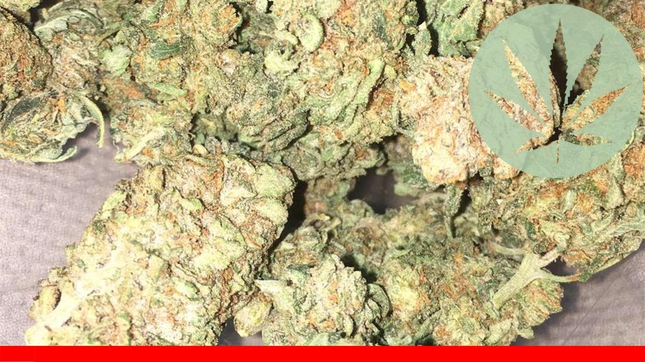 Sour Cookies - All About This Strain