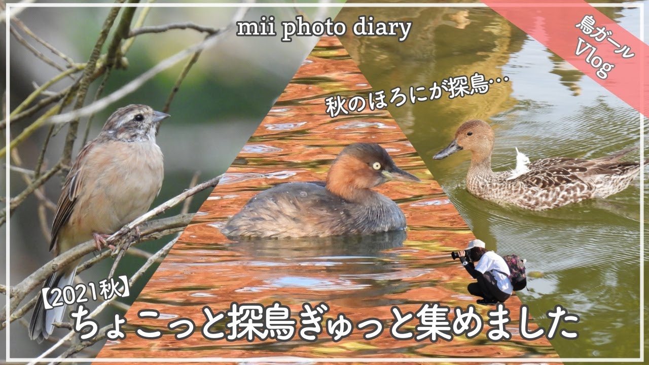 #28【ちょこっと探鳥】季節の移ろいを感じた秋のほろにが探鳥をぎゅっと集めた野鳥撮影Vlog♪｜ホオジロ｜カイツブリ｜オナガガモetc…【2021秋】