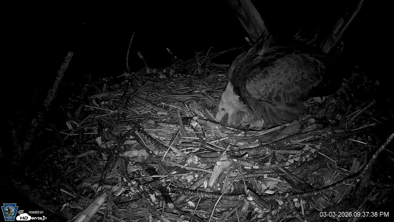 Hanover Eagles Live Cam   HDOnTap — Mozilla Firefox 2026 03 03 21 38 03