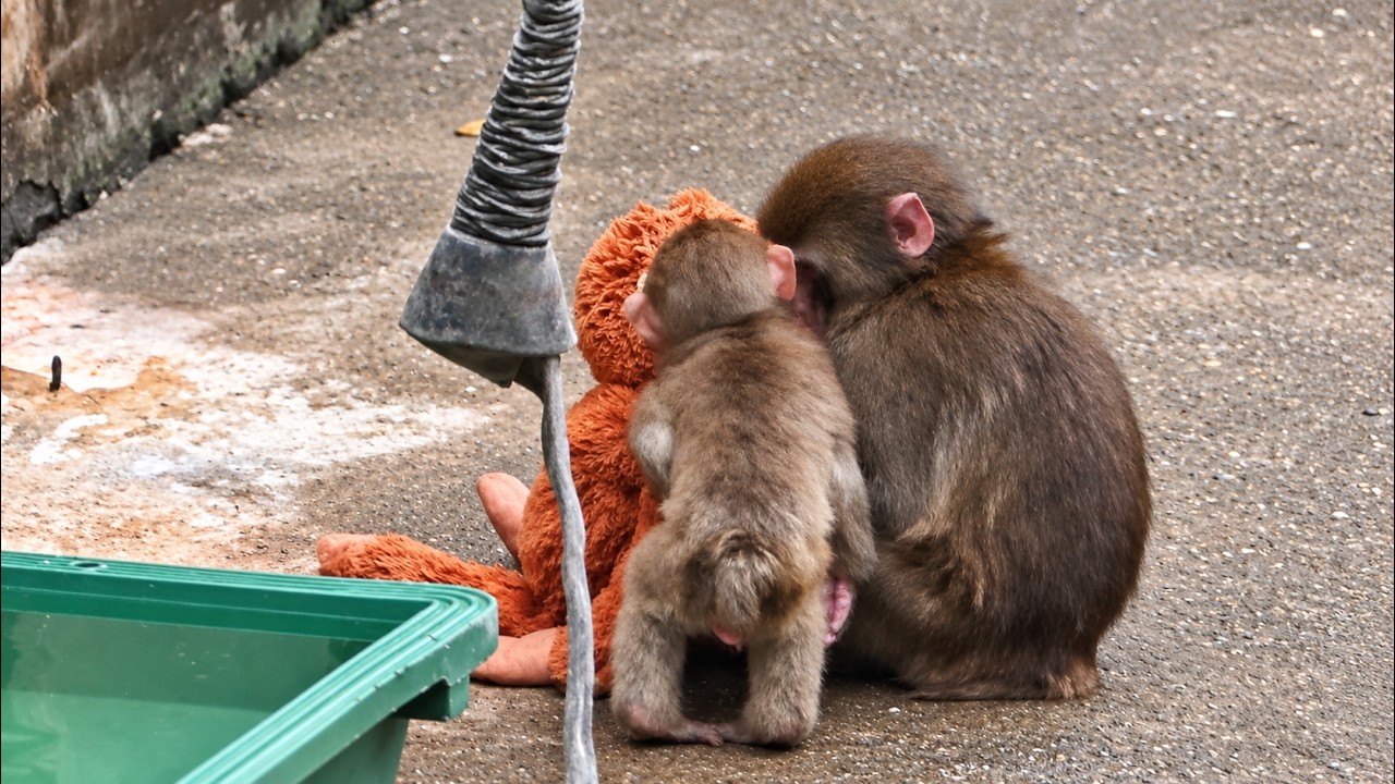 番外編 なにそれ？パンチお兄ちゃん【番外編】【市川市動植物園】ニホンザル