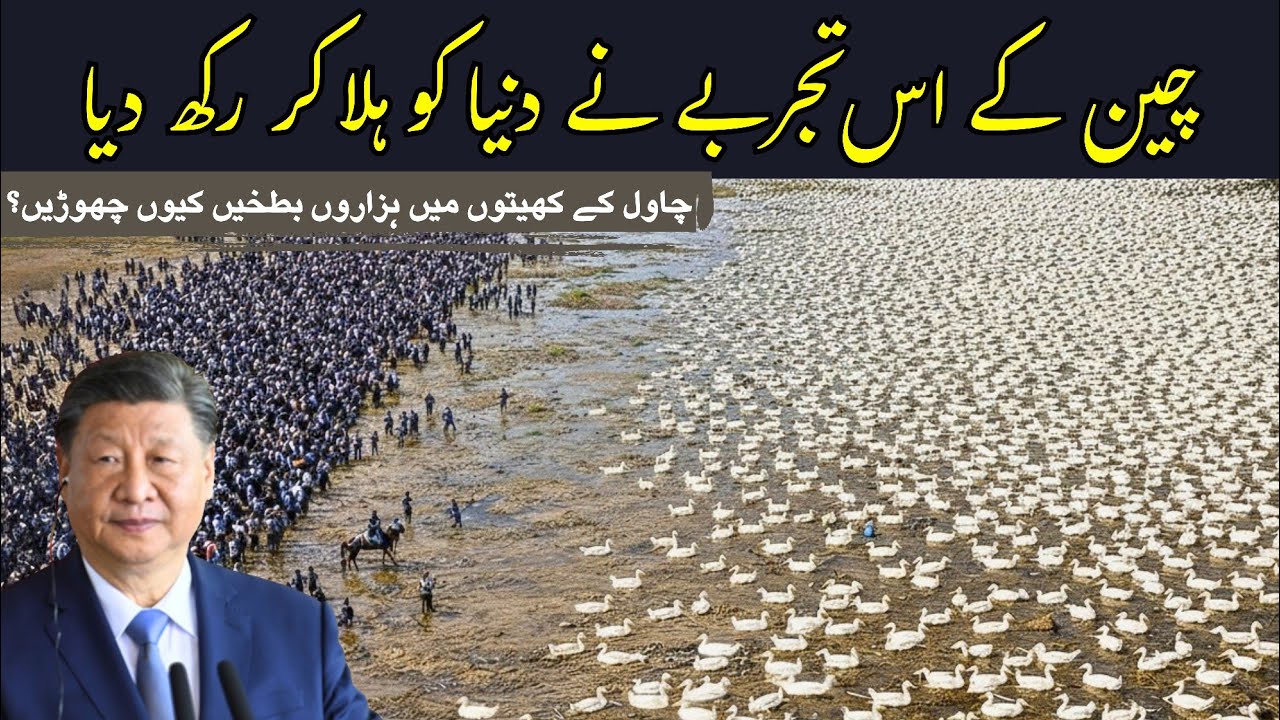China Released Thousands of Ducks Into Chemical Rice Fields - The Results Shocked the World
