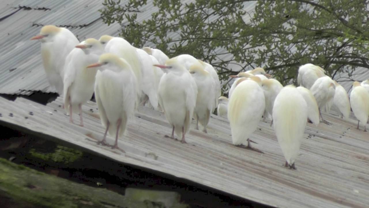 Kuhreiher Brutkolonie