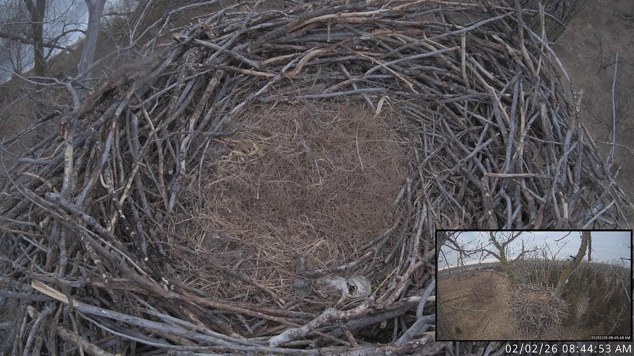 LIVE Missouri River Bald Eagle Cam | Nest Watch 24/7