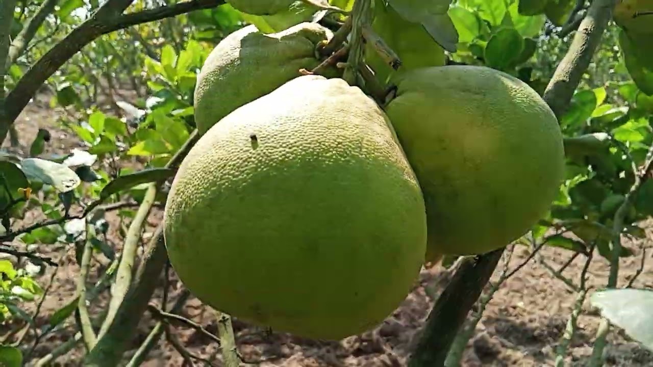 বারোমাসি জর্দানী জাম্বুরা। 