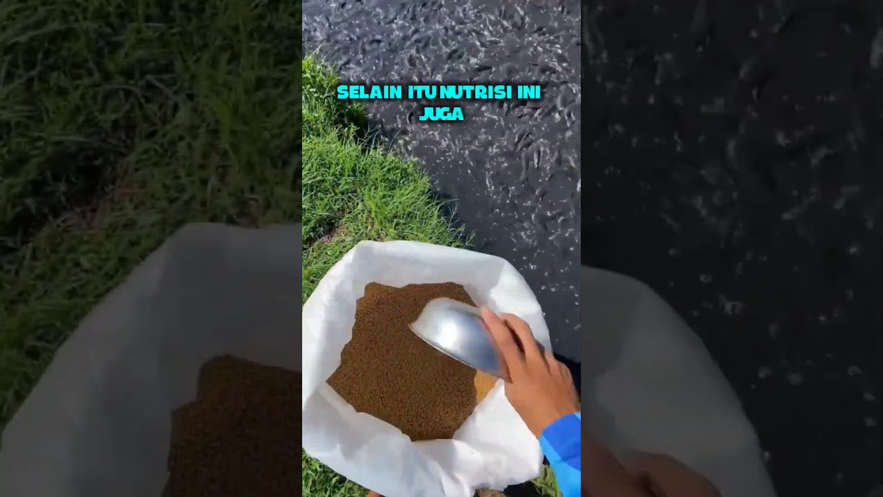 DRS Nutrisi Ikan, rahasia sukses peternak cerdas!&rdquo;