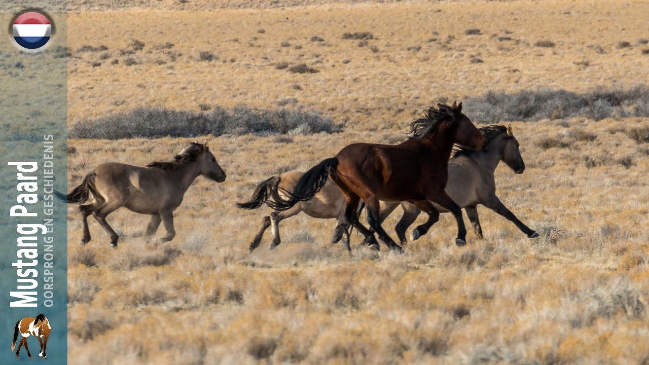 Mustang Paard, de emblematische wilde paarden van de Verenigde Staten, Herkomst van rassen
