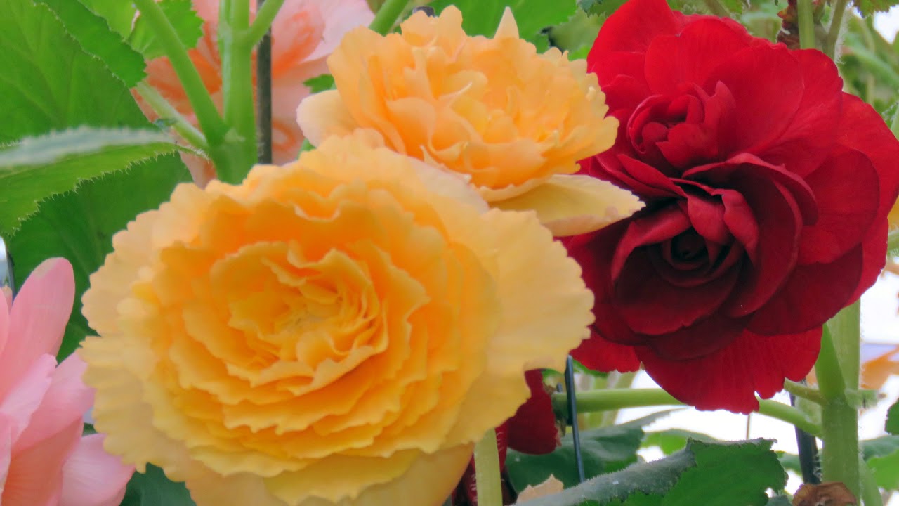 Tuberous Begonias