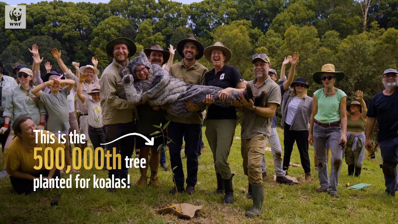 Мы только что посадили 500 000 деревьев для коал! 🐨🌳