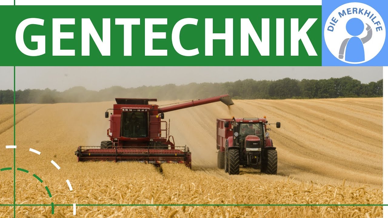 Gentechnik - Definition, Pro & Contra + Beispiele einfach erkl&auml;rt - Folgen f&uuml;r Menschen & Umwelt