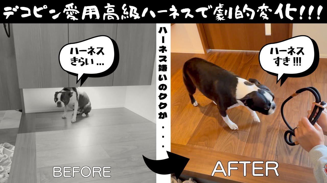 【ボストンテリア】デコピン愛用のオールインワンハーネスが最高すぎた！！！