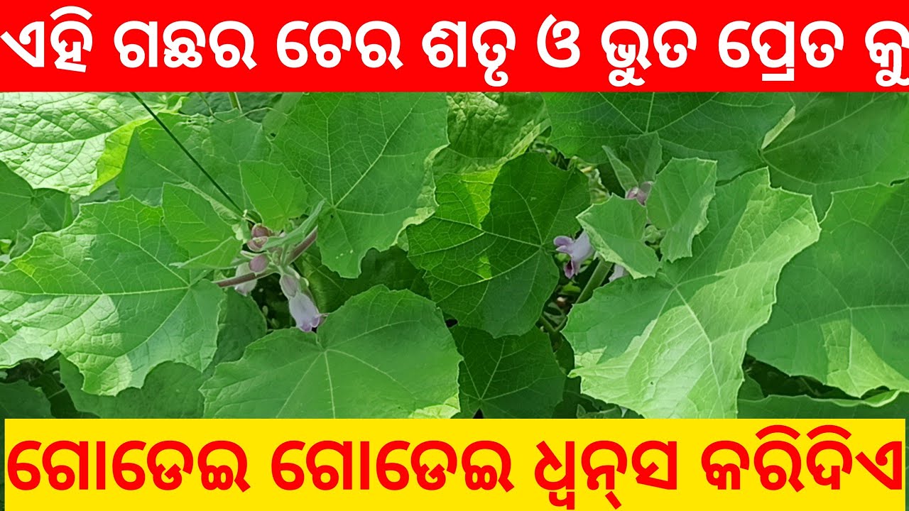 satru vashikaran tantra | vashikaran upay | odia horoscope | vashikaran | tecbigyan channel