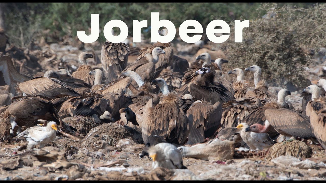 Jorbeer Carcass Dump