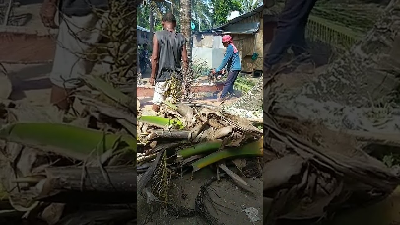how to cut coconut tree and make it a coco lumber