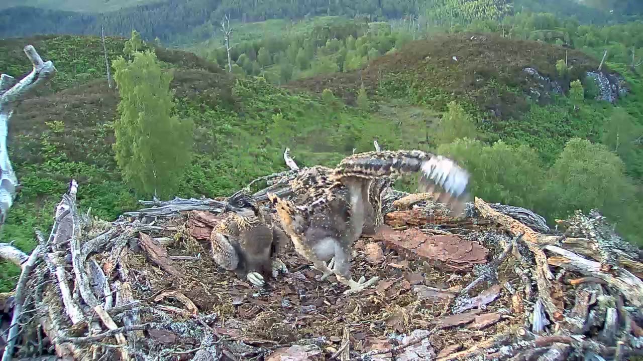 Wing stretching