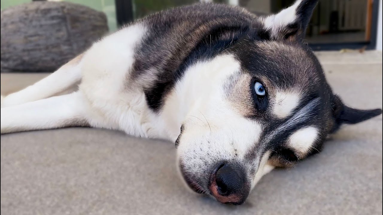 Something Happened to Wolf *Emergency Vet Visit*