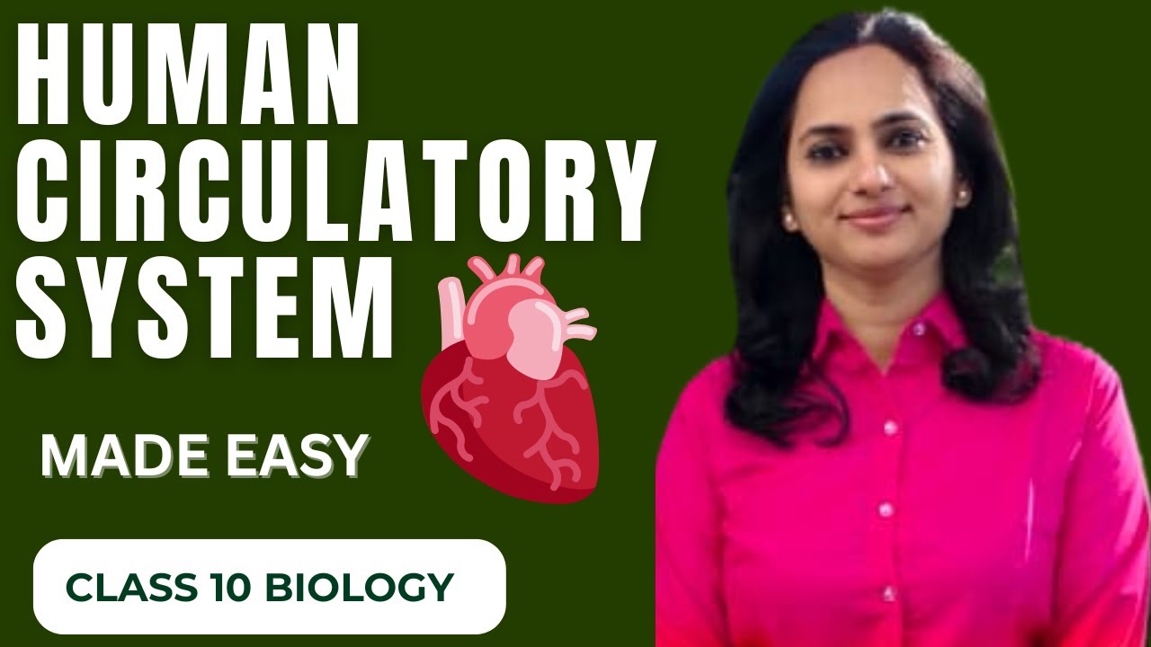 Human Circulatory System Class 10 Biology. Full Explanation in 7 Minutes