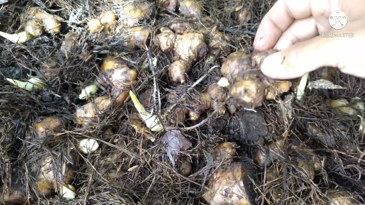 Tanaman Halia Tanah Tinggi - Menyemai benih