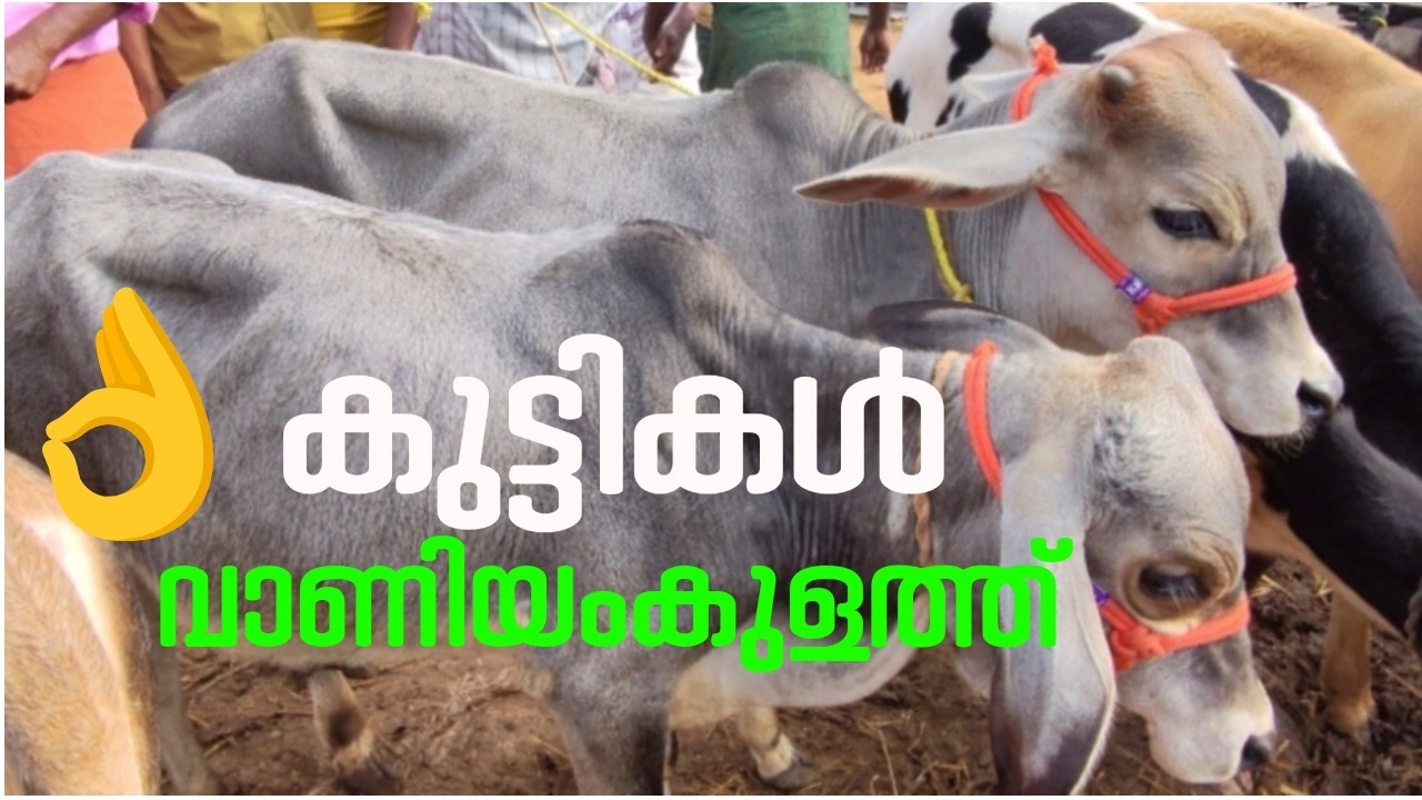 1:1/2മേനിക്ക് വാണിയംകുളം|Vaniyamkulam chanda100% |CATTLE MARKET