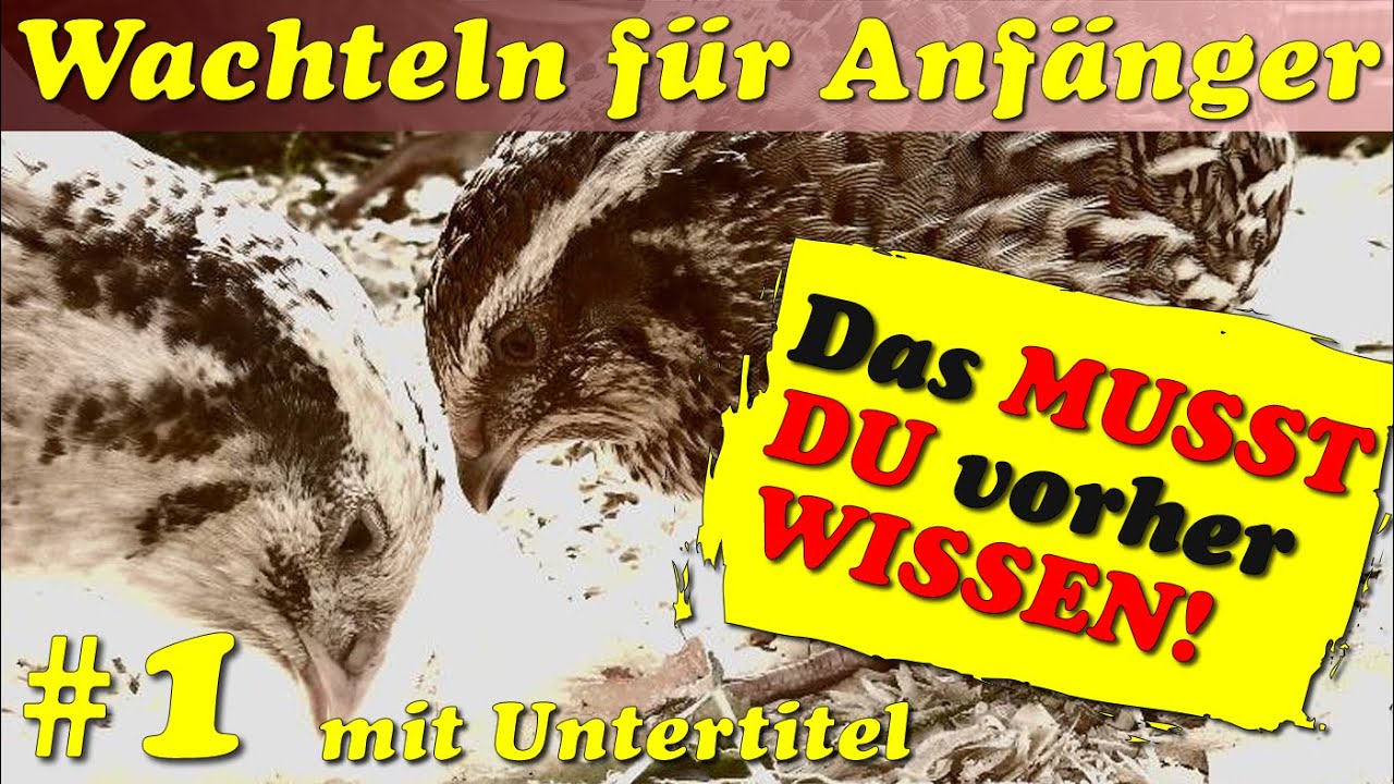 Wachteln halten - dar&uuml;ber MUSST Du Dir Gedanken machen - Wachteln f&uuml;r Anf&auml;nger #1 UT mit Untertitel