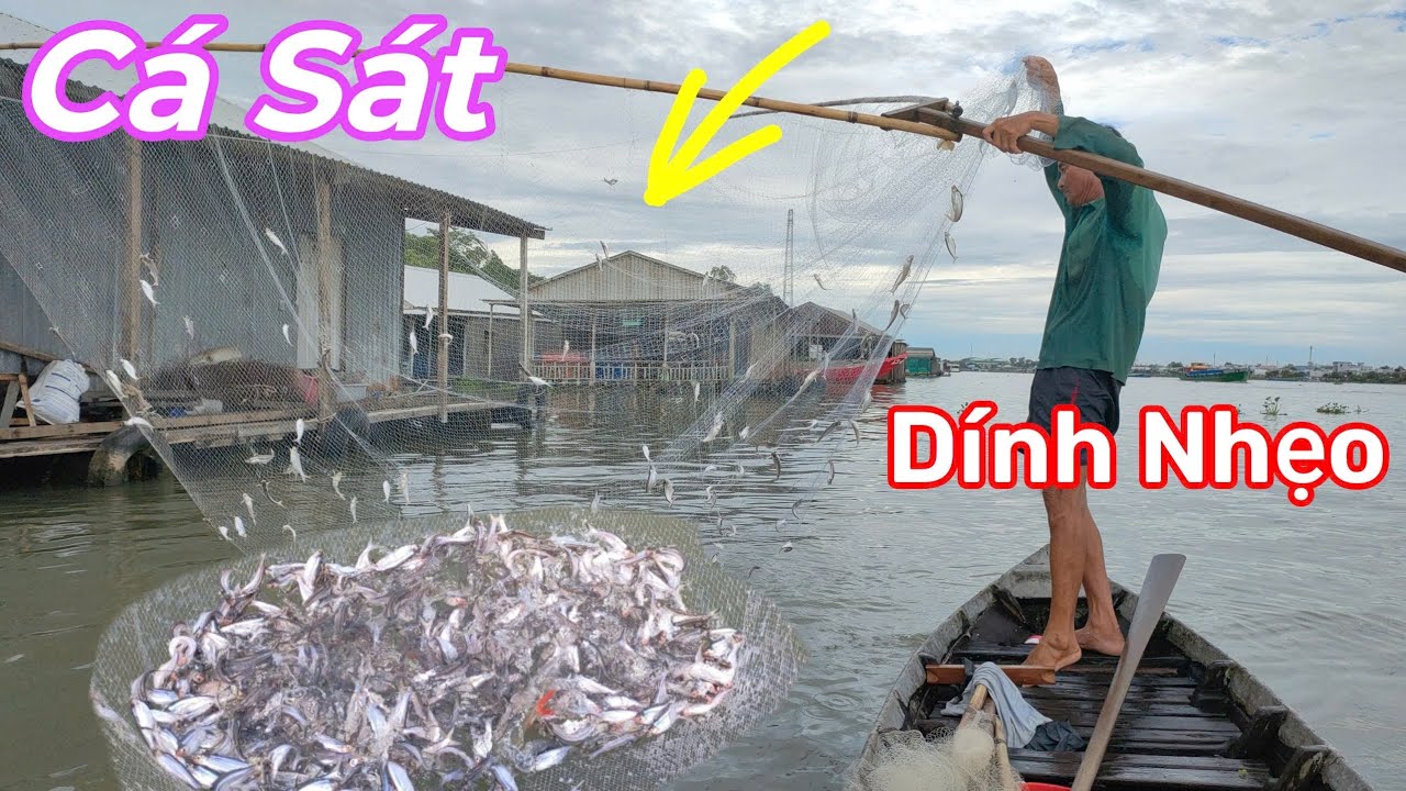 Một ngày xúc cá sát Trúng mánh toàn cá ngon. tập 55