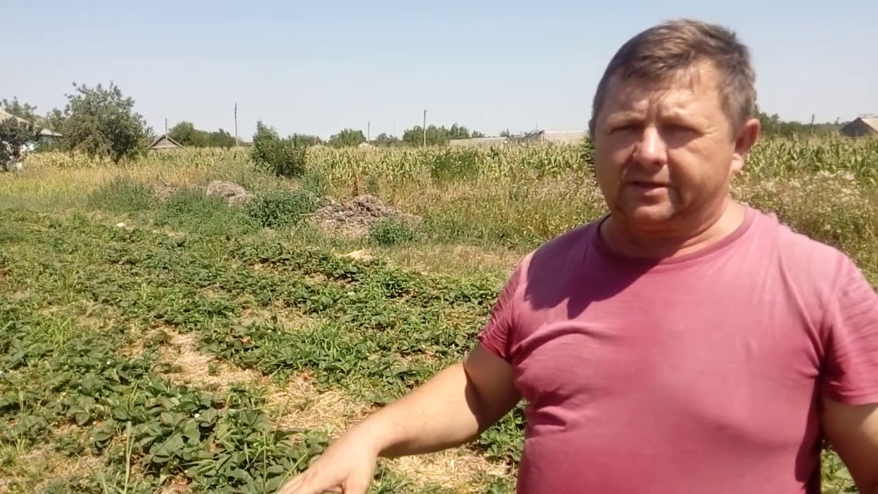 Клубника Альбион на соломе в жару без притенения
