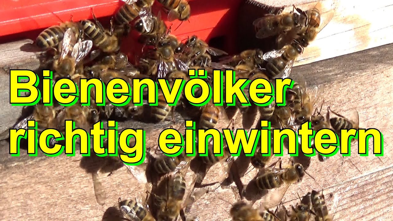 Bienenvölker richtig einwintern
