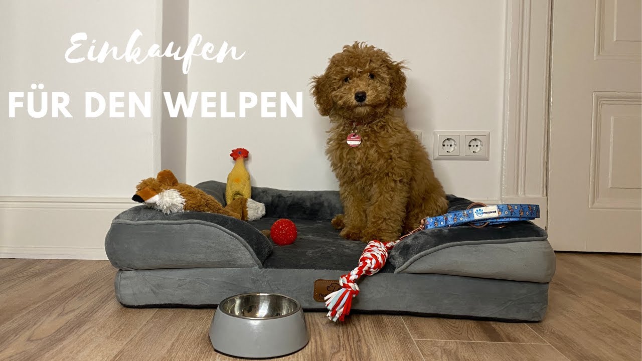 Erstausstattung für den Welpen - Was braucht mein neuer Welpe? | Toy Pudel Lotti