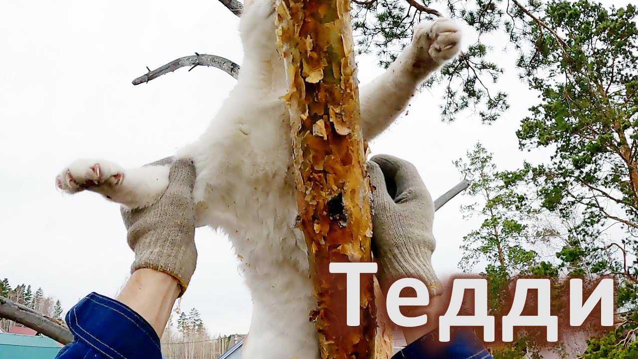Тедди и... Виталик