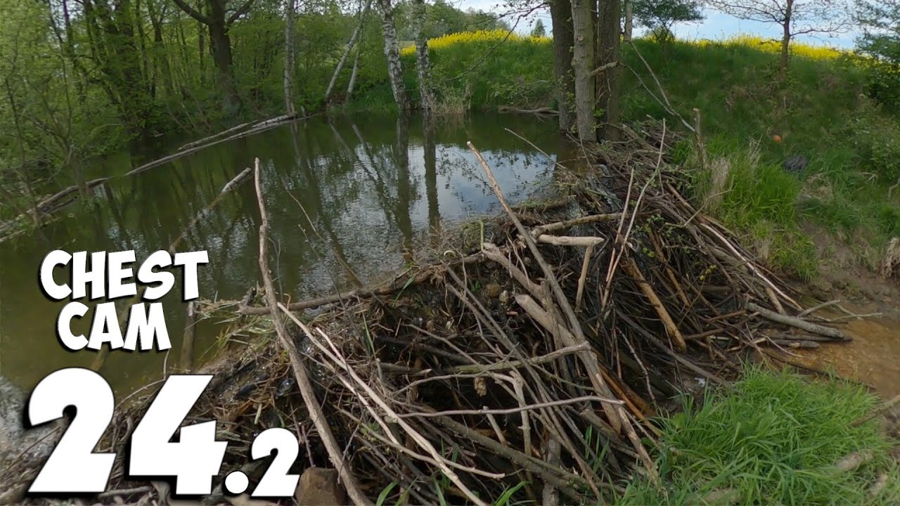 Manual Beaver Dam Removal No.24.- Chest Cam - Great Beaver Dam