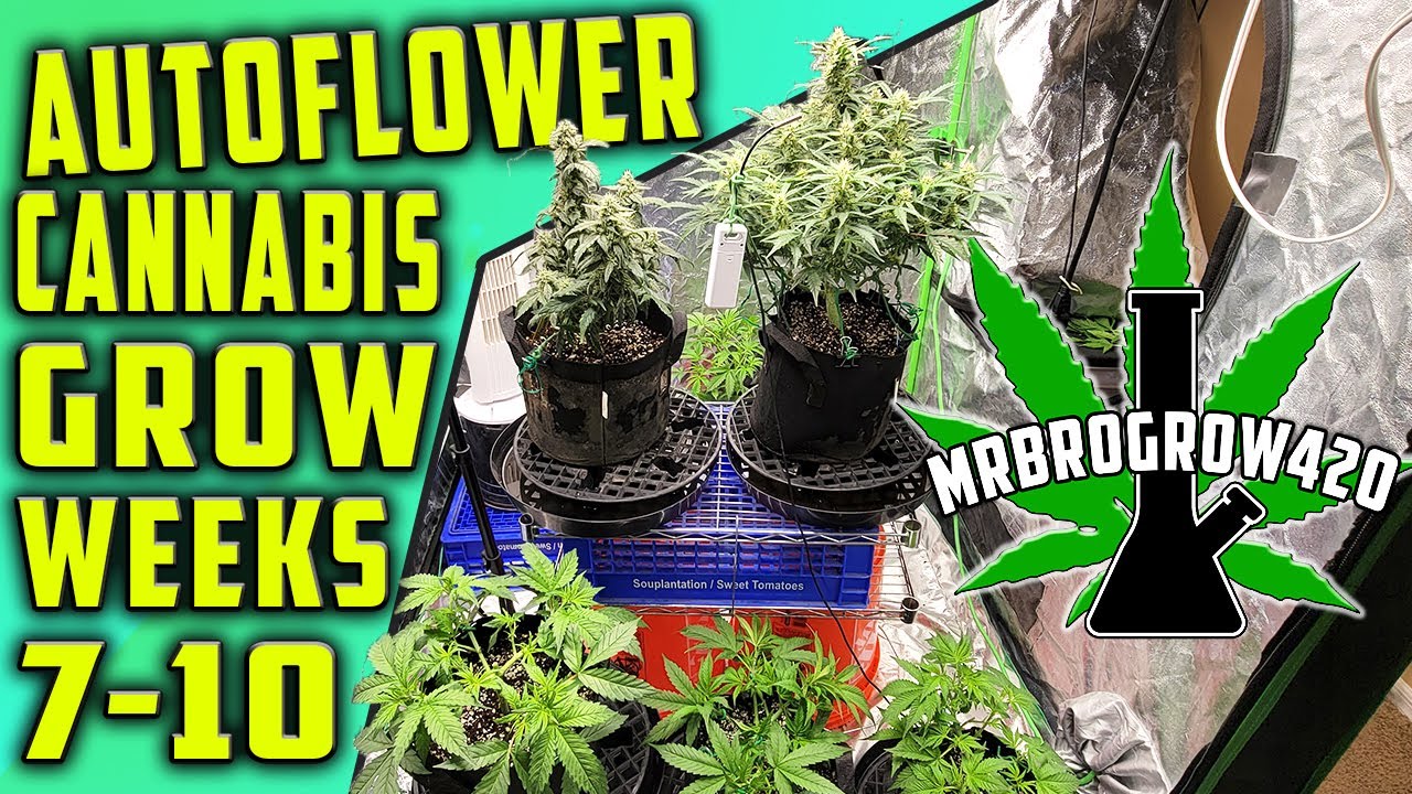 CANNABIS GROW  | FLOWERING |  AUTOFLOWERS | WEEKS 7-10