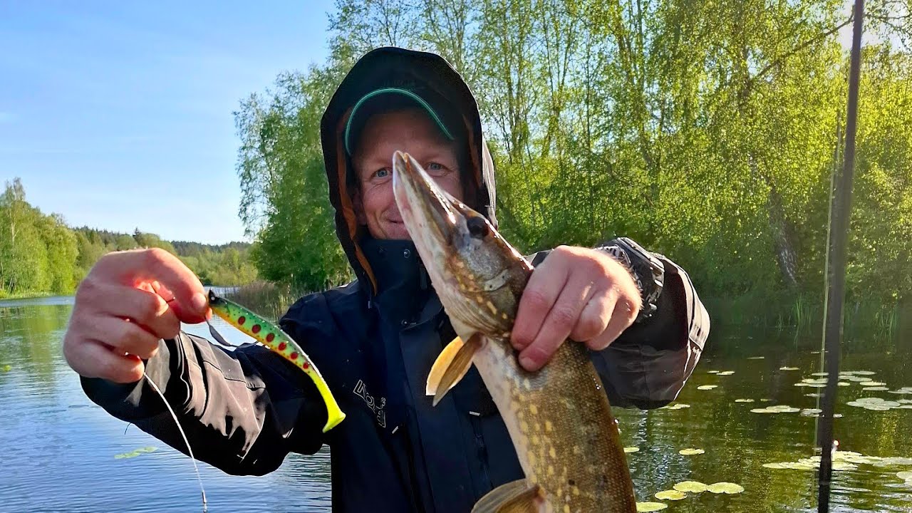Tarp lelijų !